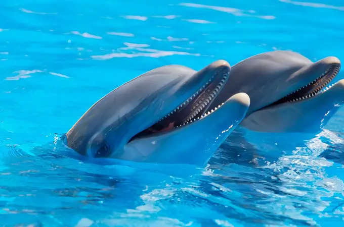 ¿Pueden los acuarios salvar a los delfines?