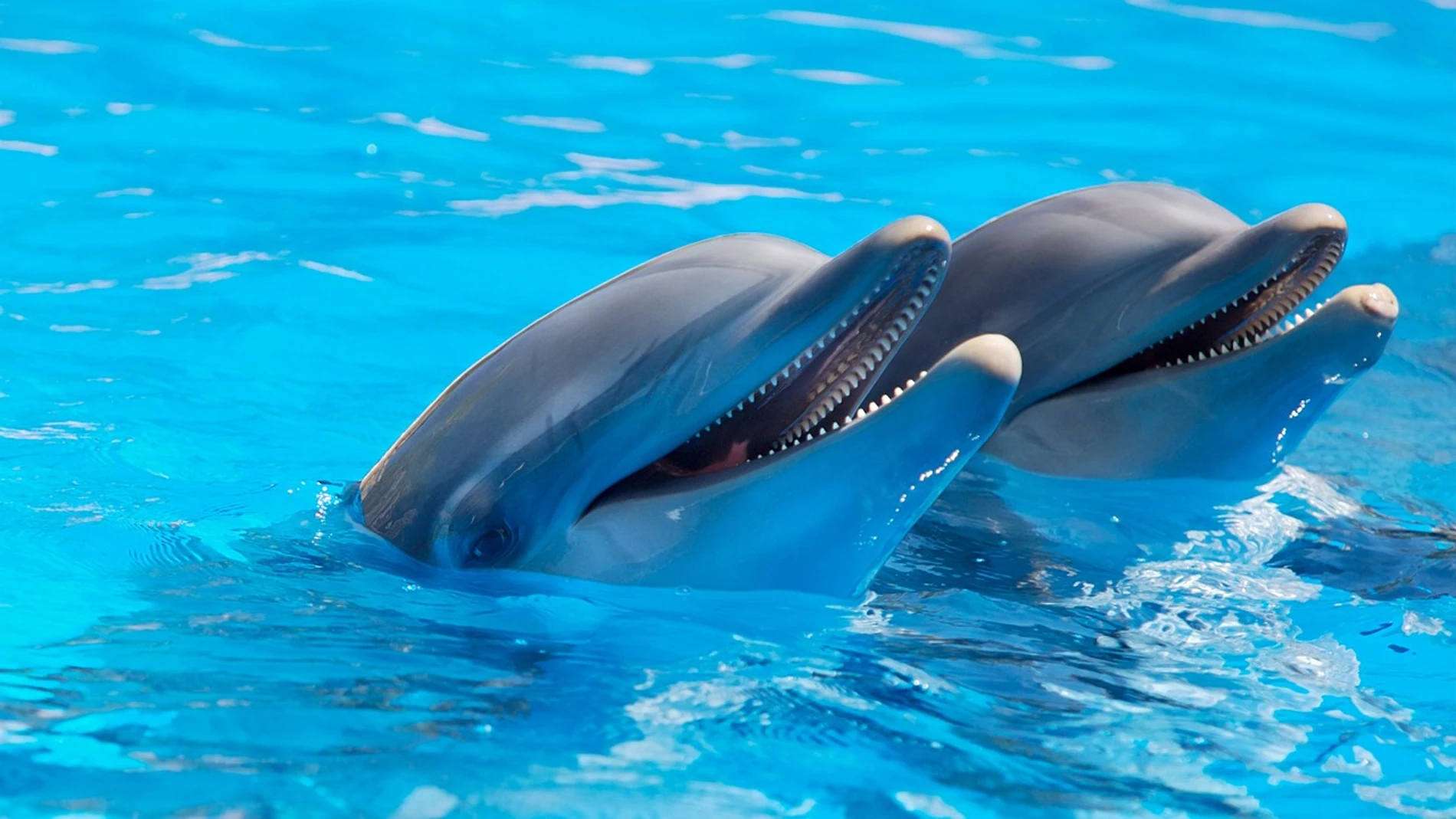 Delfines en cautividad
