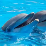 Delfines en cautividad