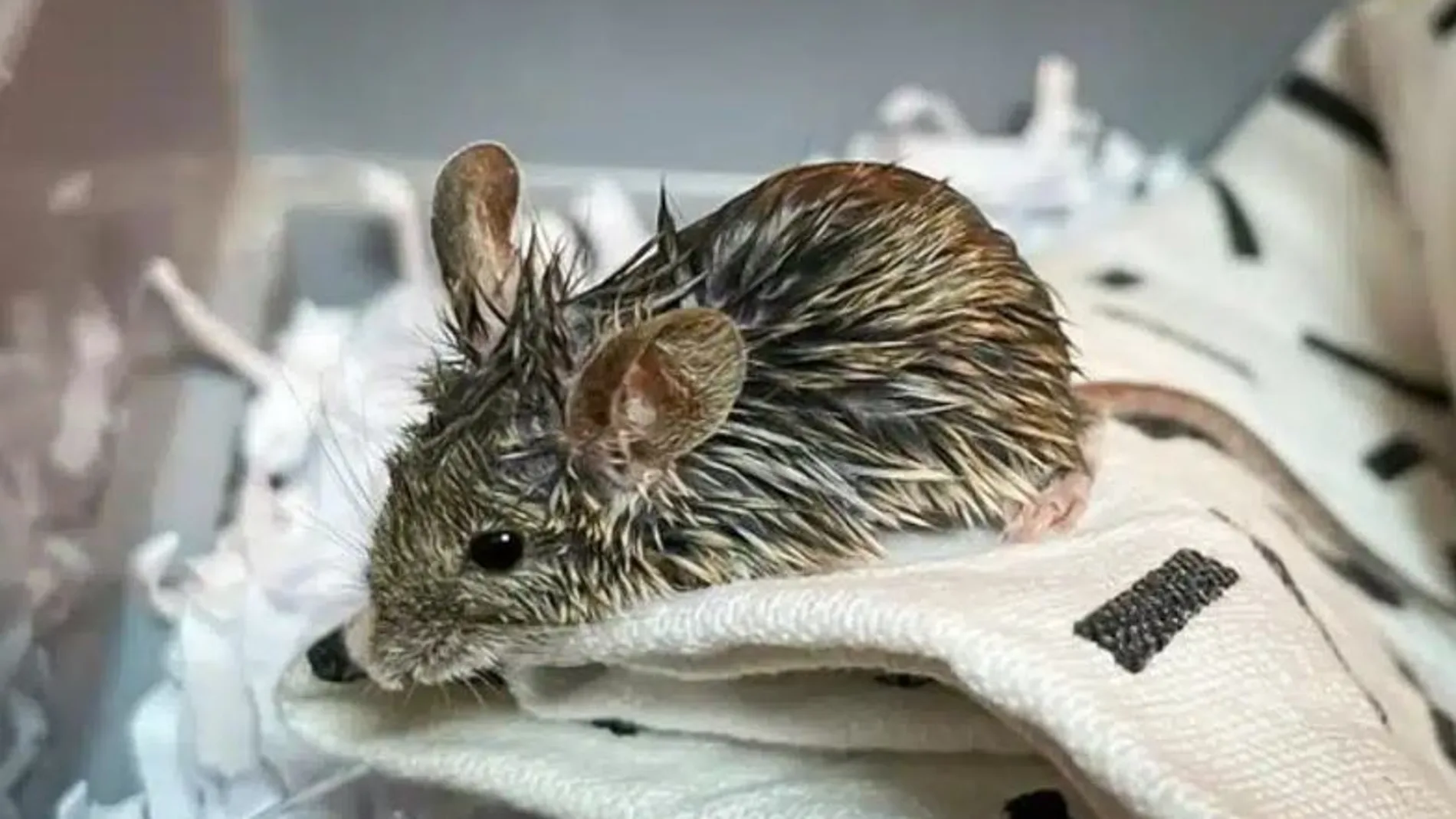 El ratón para cuya cura pedían dinero.