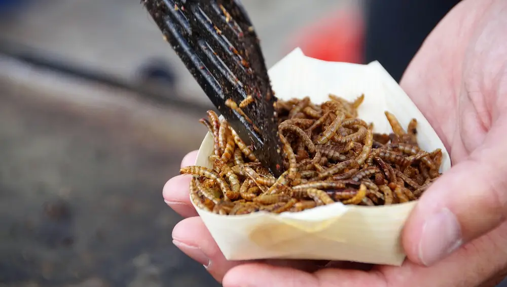 Alertan que el consumo de insectos puede presentar ciertos riesgos
