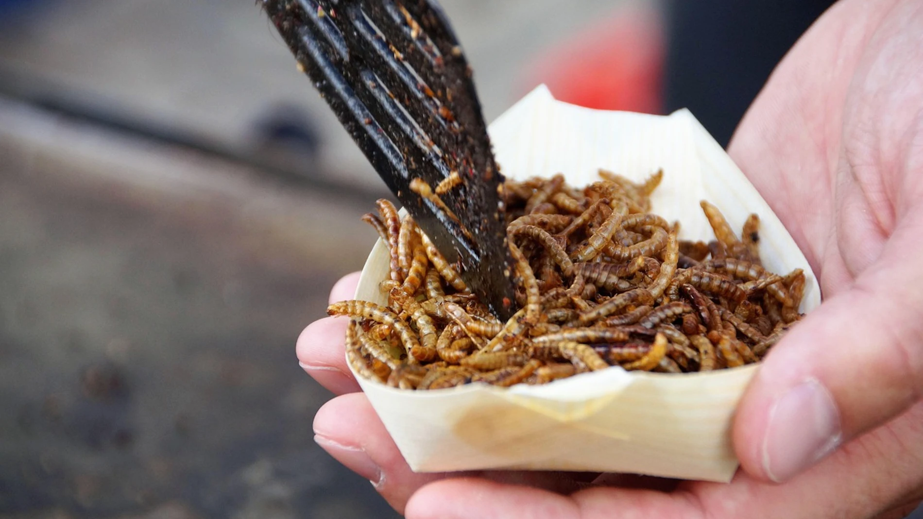 Alertan que el consumo de insectos puede presentar ciertos riesgos