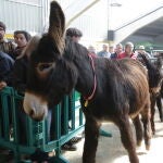23 Exposición monográfica + subasta del burro de raza Zamorano leonesa
