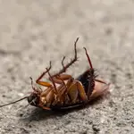 La mayoría de las cucarachas muertas que solemos ver, han muerto por algún tipo de envenenamiento