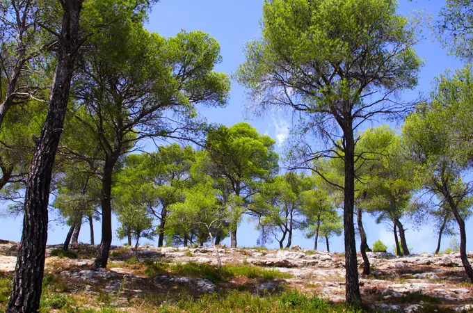 Demasiado carbono: los bosques mediterráneos pasarán a ser matorrales