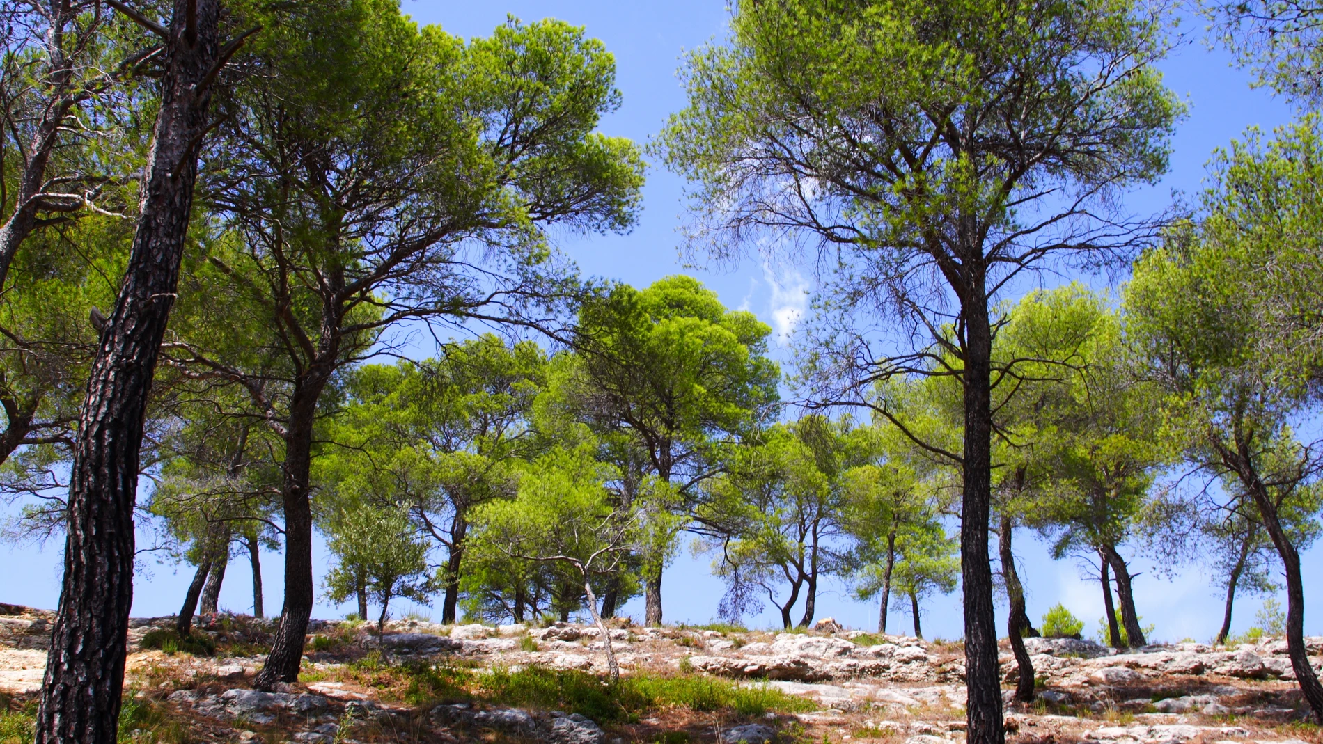 Bosque de pinos