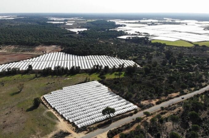 «La ley restaura la paz  social y preserva Doñana»