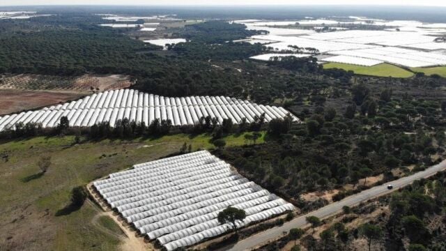 Regadíos en el entorno del Parque Nacional de Doñana