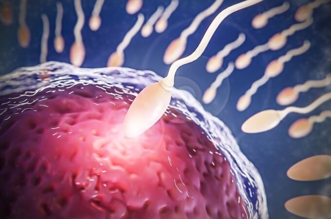 Una nueva técnica permite seleccionar espermatozoides para elegir el sexo del bebé