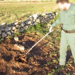 Localizan en Palencia un criadero ilegal de liebres para entrenar galgos