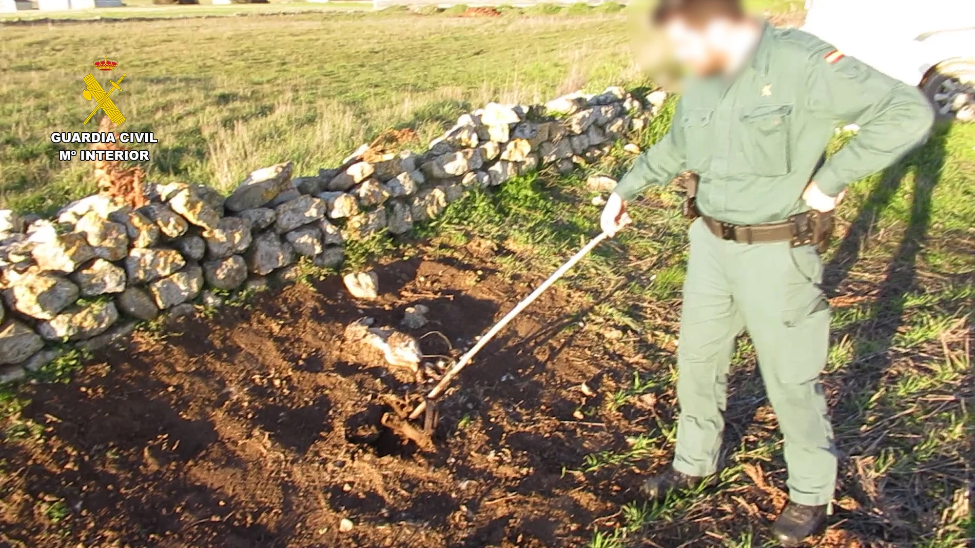Localizan en Palencia un criadero ilegal de liebres para entrenar galgos