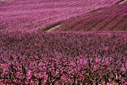 Este es el espectacular campo rosado de Cataluña que parece sacado de Japón
