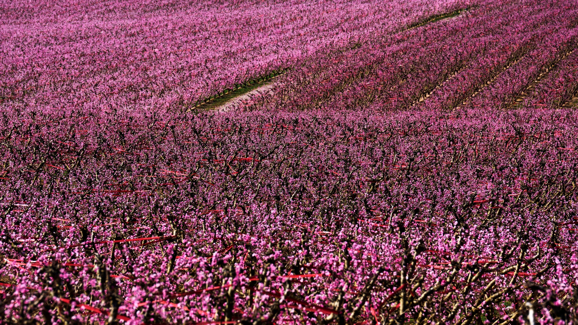 El campo rosado de melocotoneros en Aitona, la semana pasada