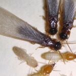 Las termitas subterráneas asiáticas se expanden al oeste de Florida