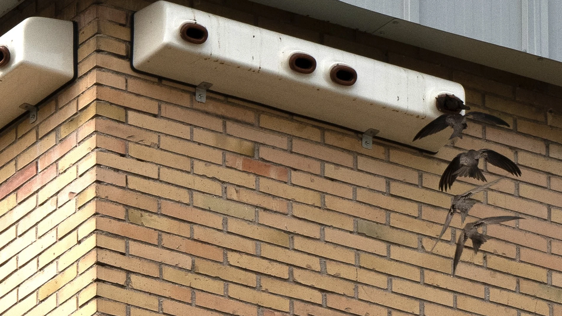 Cajas nido para vencejos colocadas en una fachada tras la restauración del tejado en el que estas aves tenían refugios, en Orcasitas (Madrid) Autoría: Luis Martínez