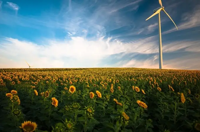La fotosíntesis abre la puerta a una nueva forma de energía renovable