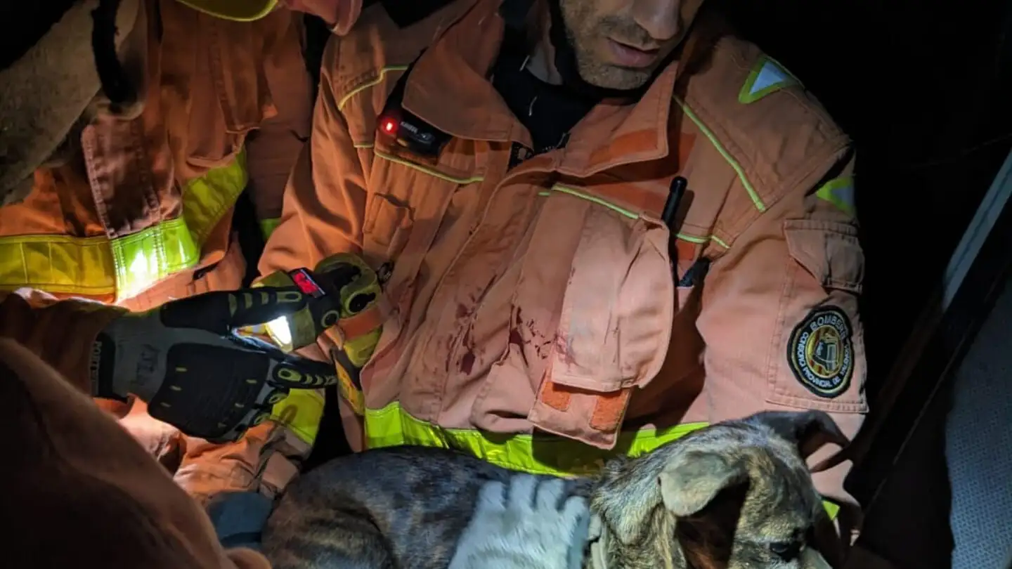 Los bomberos también rescataron a dos perros en buen estado