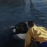 Lolita, una orca que lleva cautiva más de 50 años