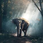 Elefante asiático en un bosque y con mucho Photoshop 