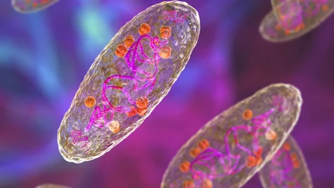 Bacteria de la peste