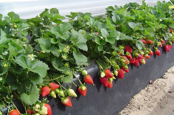 La sequía y el retraso de las temporeras de Marruecos complica la campaña de frutos rojos