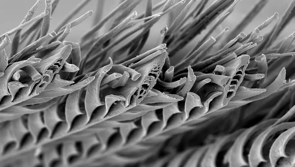 Imágenes de microscopía electrónica en el que se puede observar la estructura de la pluma. A la derecha se pueden observar las puntas rizadas que actúan como tapones. 