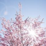 La floración de los cerezos tiñen de rosa todo el país nipón de marzo a abril