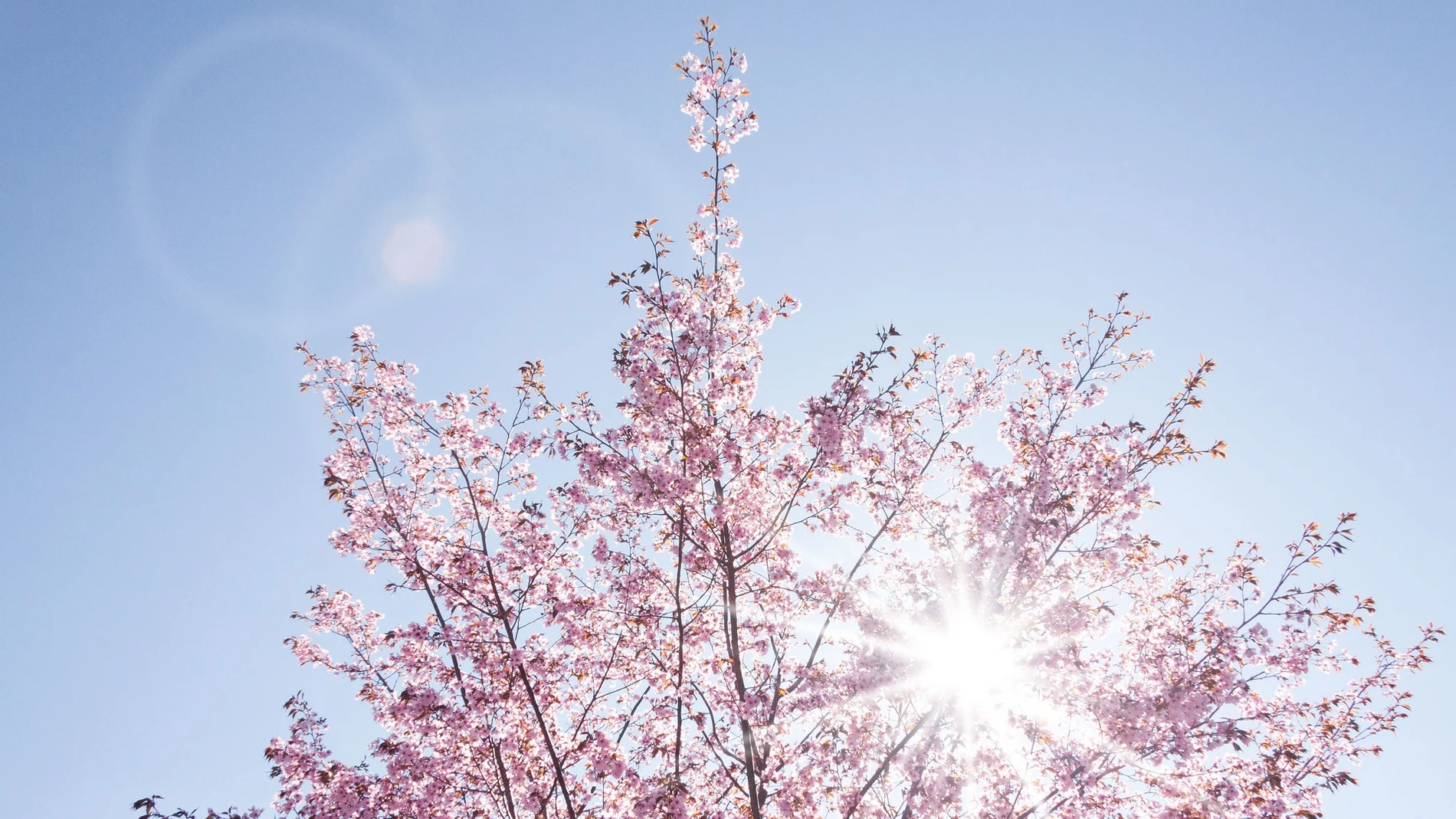 La floración de los cerezos tiñen de rosa todo el país nipón de marzo a abril
