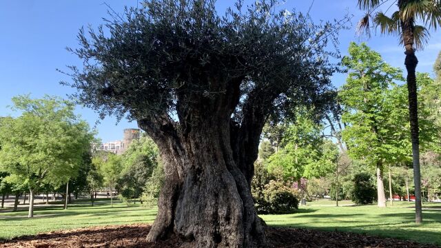 Este es el árbol más viejo del Retiro de Madrid (y no es el histórico ahuehuete)