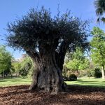 Este es el árbol más viejo del Retiro de Madrid (y no es el histórico ahuehuete)