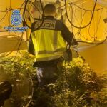 Plantación de marihuana en la vivienda