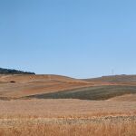 La falta de agua amenaza al campo andaluz