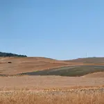 La falta de agua amenaza al campo andaluz