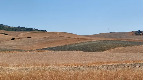 La falta de agua amenaza al campo andaluz