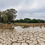 Imagen para portada sobre la sequía en Doñana