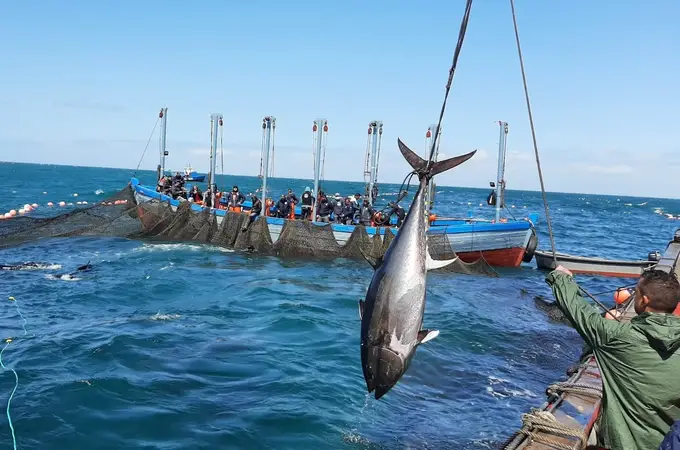 Primera “levantá” en Cádiz con la captura de 50 atunes