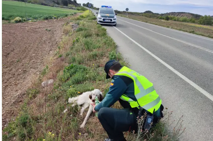 La Guardia Civil de Navarra salva a un perro que había sido atropellado