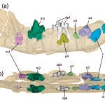 Mandíbula de 'Prodissopsalis jimenezi'