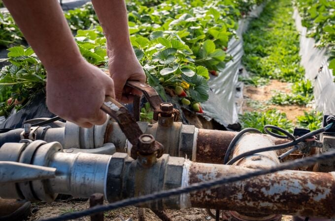 Finca del cultivo de fresas ubicada en la zona de regadío al norte de la Corona Forestal de Doñana