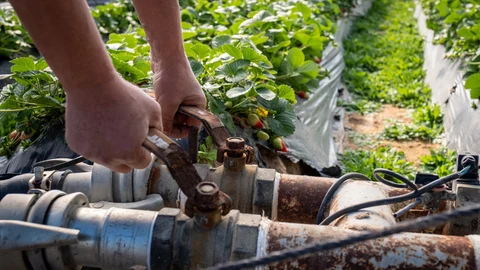 Finca del cultivo de fresas ubicada en la zona de regadío al norte de la Corona Forestal de Doñana