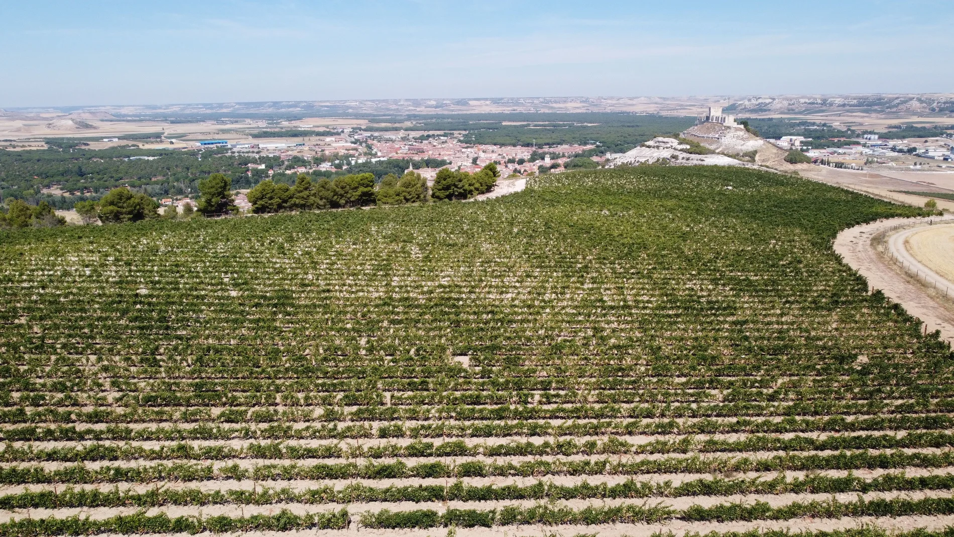 Panorámica de los viñedos en páramo, a algo más de 900 metros de altitud de Tomás Postigo en Peñafiel