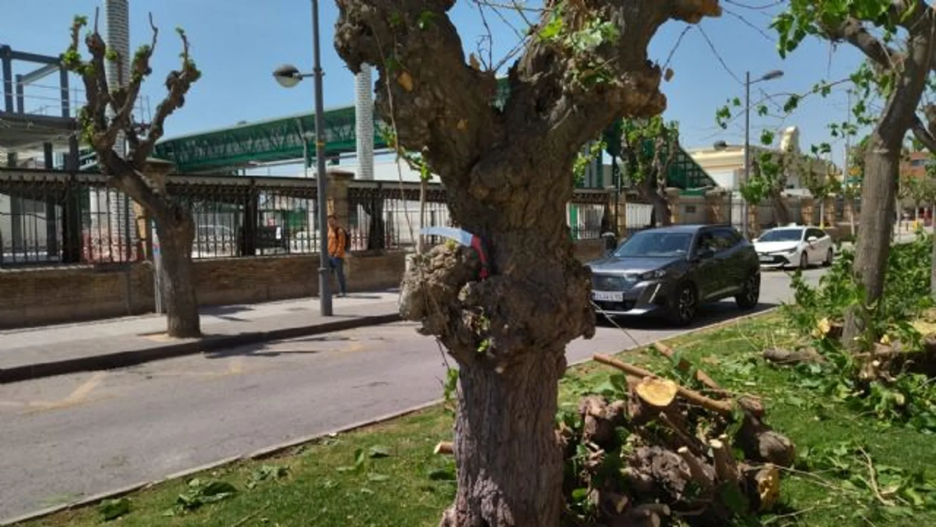 Imagen de la tala en la Calle Industria de Murcia