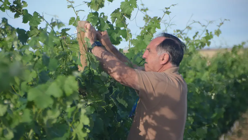 Tomás Postigo comprueba el estado de la uva en sus viñedos