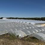 Uno de los cultivos legalizados en el entorno de Doñana