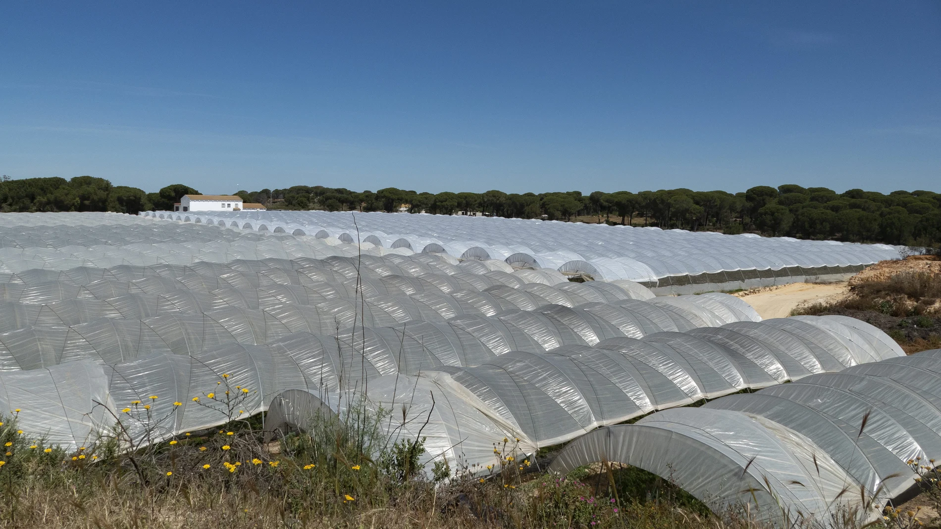 Uno de los cultivos legalizados en el entorno de Doñana