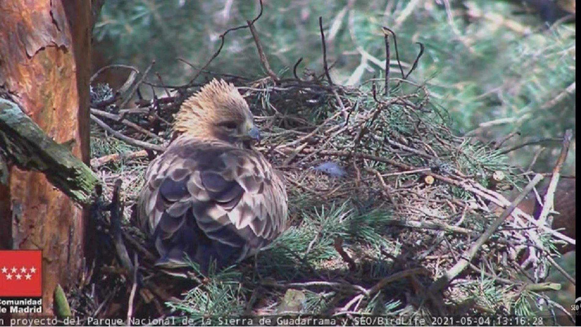 Madrid abre la webcam del Parque de Guadarrama para seguir a una pareja de águilas procedentes de África