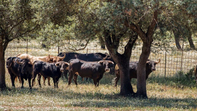 Jaén, uno de los territorios de España con más ganaderías