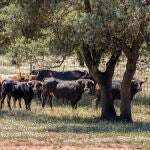 Jaén, uno de los territorios de España con más ganaderías