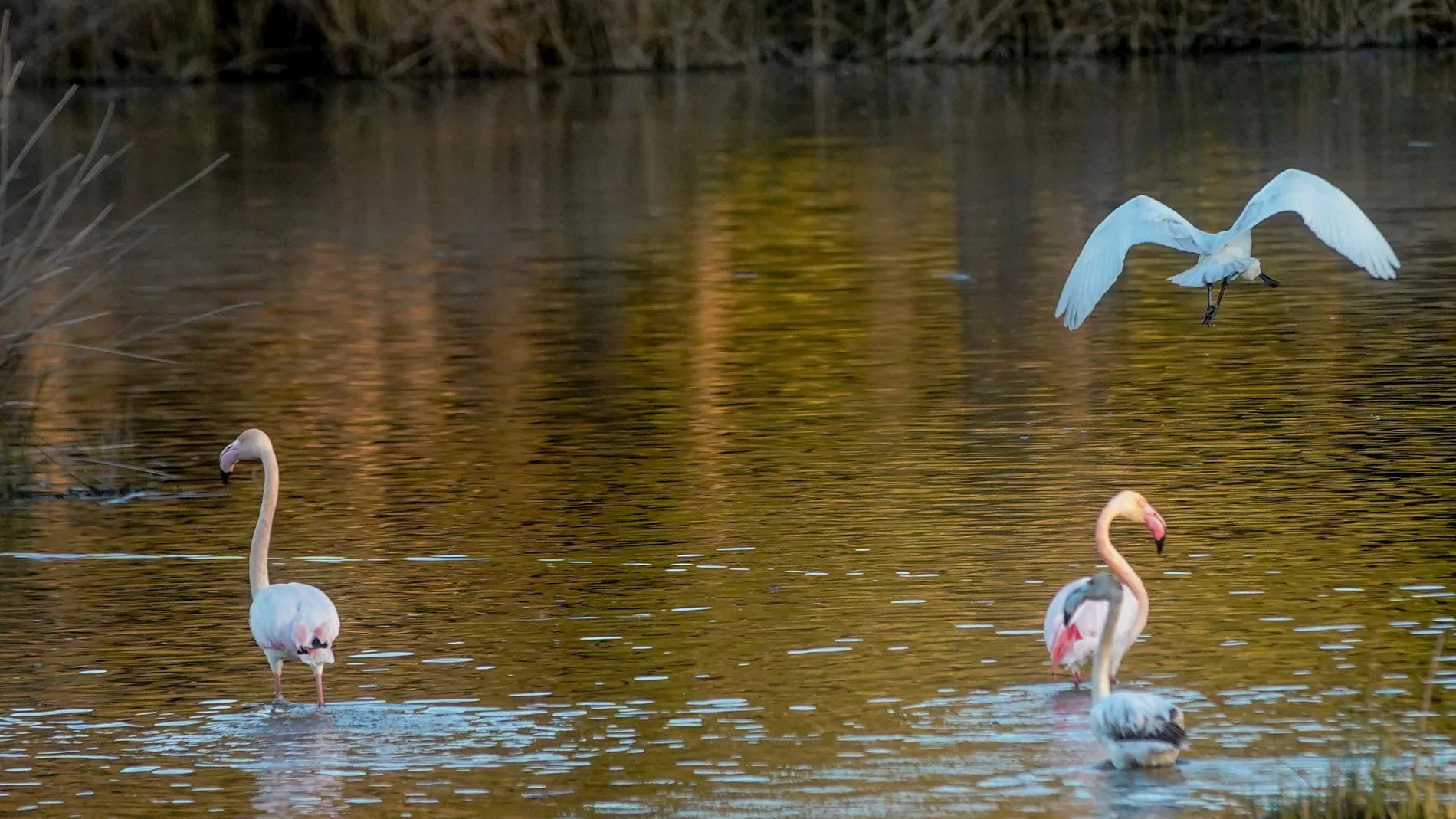 Aves en el acuífero de Doñana
