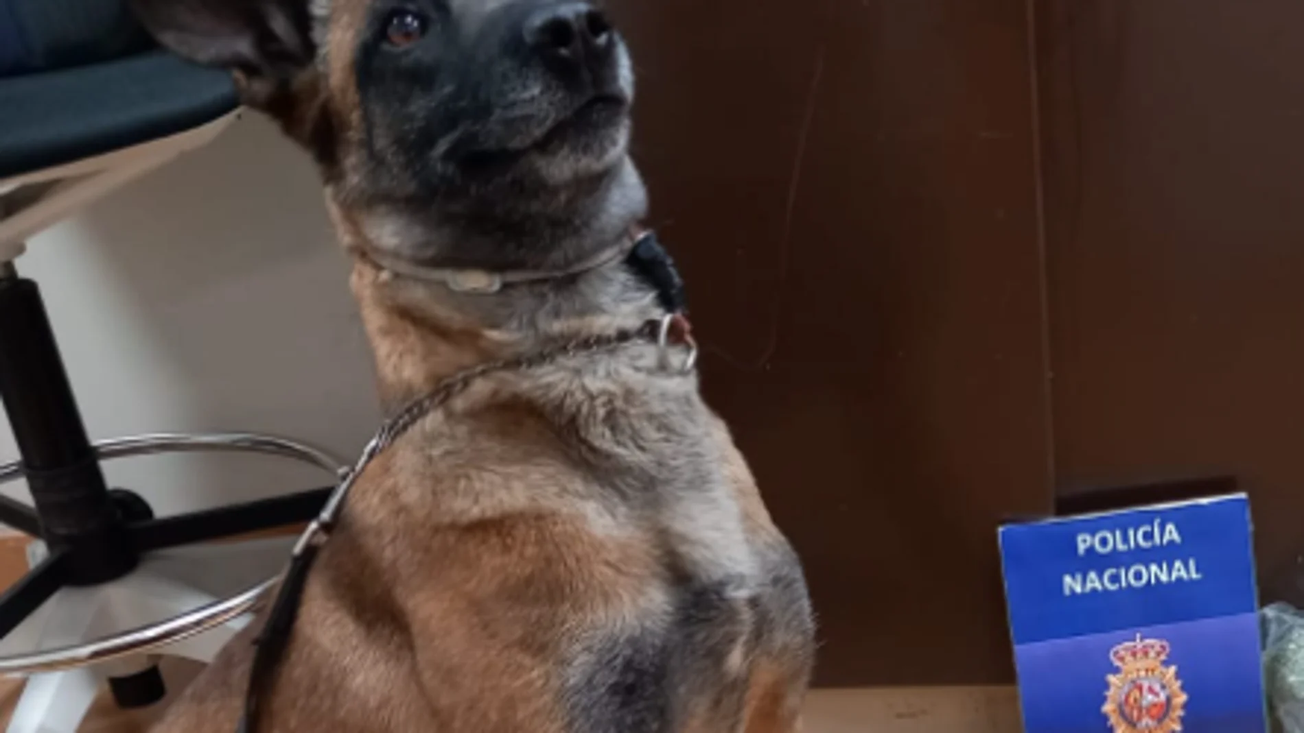 La perra de la Policía de Zaragoza "Coca"